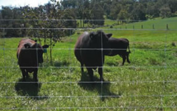 Fixed Knot High Tensile Fence